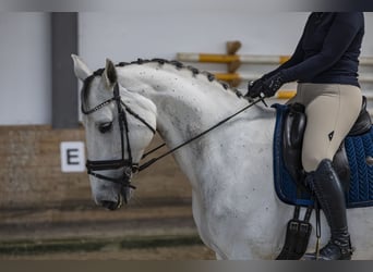 Caballo de Holstein, Yegua, 9 años, 175 cm, Tordo