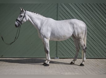 Caballo de Holstein, Yegua, 9 años, 175 cm, Tordo