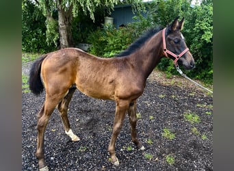 Caballo de Holstein, Yegua, 9 años, Castaño