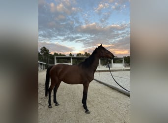 Caballo de Holstein, Yegua, 9 años, Castaño oscuro