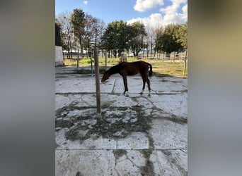Caballo de Holstein, Yegua, Potro (05/2026), 125 cm, Castaño