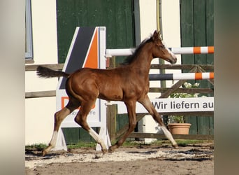 Caballo de Holstein, Yegua, Potro (05/2024), 167 cm, Castaño