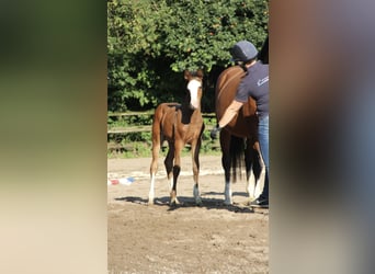 Caballo de Holstein, Yegua, Potro (05/2024), 167 cm, Castaño