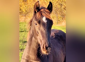 Caballo de Holstein, Yegua, Potro (04/2024), 168 cm, Alazán-tostado