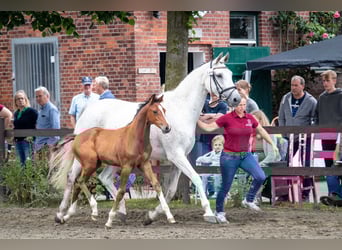 Caballo de Holstein, Yegua, Potro (05/2025), 168 cm, Castaño