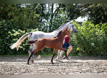 Caballo de Holstein, Yegua, Potro (04/2023), 168 cm, Castaño