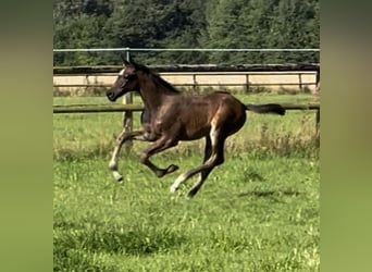 Caballo de Holstein, Yegua, Potro (06/2024), 168 cm, Castaño oscuro