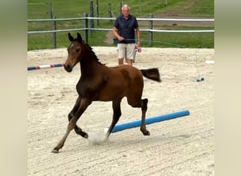 Caballo de Holstein, Yegua, Potro (04/2026), 170 cm, Castaño oscuro