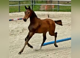 Caballo de Holstein, Yegua, Potro (04/2026), 170 cm, Castaño oscuro