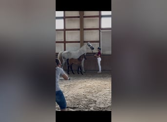 Caballo de Holstein, Yegua, Potro (05/2026), 170 cm, Musgo
