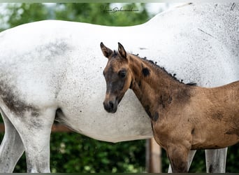 Caballo de Holstein, Yegua, Potro (05/2026), 170 cm, Musgo