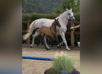 Caballo de Holstein, Yegua, Potro (05/2026), 170 cm, Musgo