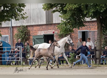 Caballo de Holstein, Yegua, Potro (04/2026), 170 cm, Tordo
