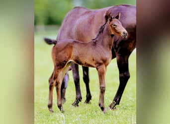 Caballo de Holstein, Yegua, Potro (06/2024), 172 cm, Castaño oscuro