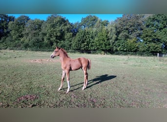 Caballo de Holstein, Yegua, Potro (07/2025), Alazán