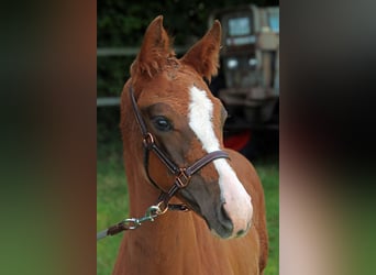 Caballo de Holstein, Yegua, Potro (05/2025), Alazán-tostado