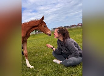 Caballo de Holstein, Yegua, Potro (05/2025), Alazán-tostado