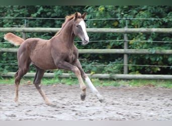 Caballo de Holstein, Yegua, Potro (07/2025), Alazán-tostado