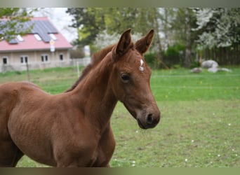 Caballo de Holstein, Yegua, Potro (04/2024), Alazán-tostado