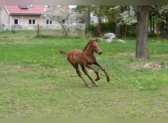 Caballo de Holstein, Yegua, Potro (04/2024), Alazán-tostado