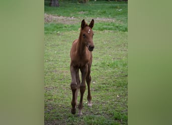 Caballo de Holstein, Yegua, Potro (04/2024), Alazán-tostado