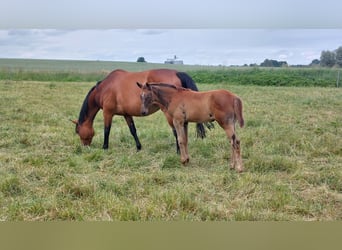 Caballo de Holstein, Yegua, Potro (04/2024), Alazán-tostado