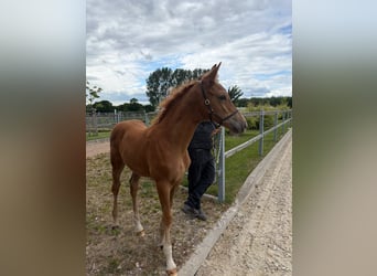 Caballo de Holstein, Yegua, Potro (05/2026)