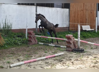 Caballo de Holstein, Yegua, Potro (01/2024)