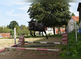 Caballo de Holstein, Yegua, Potro (01/2024)