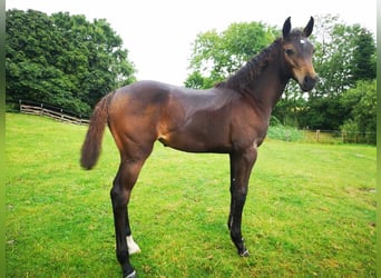 Caballo de Holstein, Yegua, Potro (03/2026), Castaño