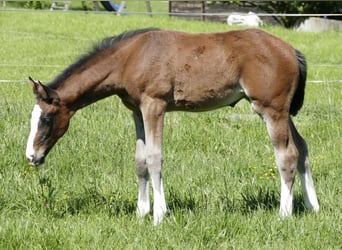 Caballo de Holstein, Yegua, , Castaño oscuro