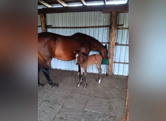 Caballo de Holstein, Yegua, Potro (06/2024), Castaño oscuro