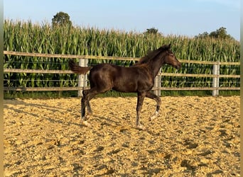 Caballo de Holstein, Yegua, Potro (05/2025), Morcillo