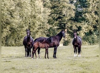 Caballo de Holstein, Yegua, Potro (05/2026), Musgo