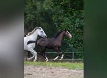 Caballo de Holstein, Yegua, Potro (03/2026), Musgo