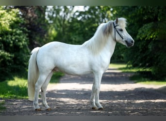 Caballo de Jutlandia, Caballo castrado, 6 años, 140 cm, Tordo