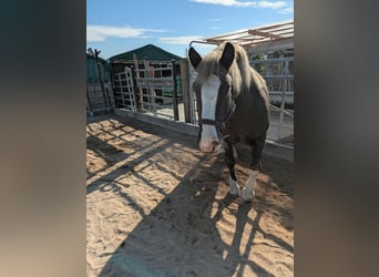 Caballo de la Selva Negra, Caballo castrado, 12 años, Alazán