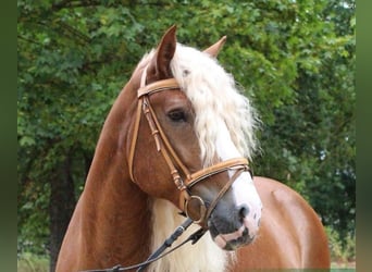 Caballo de la Selva Negra, Caballo castrado, 14 años, 152 cm