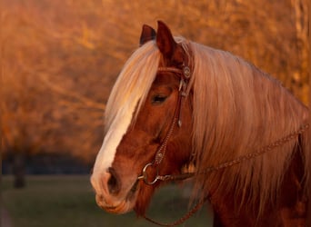 Caballo de la Selva Negra, Caballo castrado, 14 años, 165 cm, Alazán-tostado