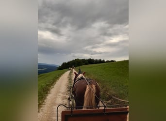 Caballo de la Selva Negra, Caballo castrado, 17 años, 146 cm, Alazán