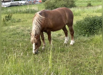 Caballo de la Selva Negra, Caballo castrado, 19 años, Alazán