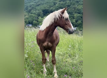 Caballo de la Selva Negra, Caballo castrado, 1 año, 153 cm, Alazán-tostado