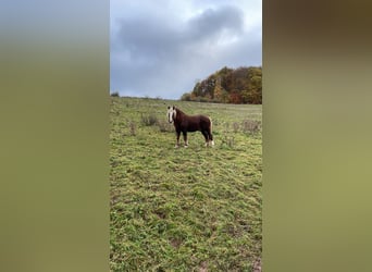 Caballo de la Selva Negra, Caballo castrado, 21 años, 158 cm, Alazán