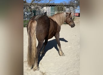 Caballo de la Selva Negra, Caballo castrado, 2 años, 158 cm, Alazán-tostado
