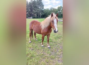 Caballo de la Selva Negra, Caballo castrado, 2 años, Alazán-tostado