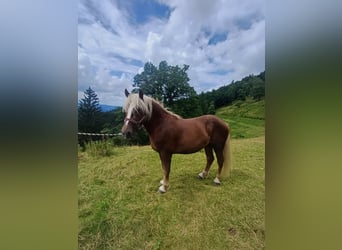 Caballo de la Selva Negra, Caballo castrado, 3 años, 151 cm, Alazán