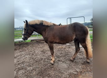 Caballo de la Selva Negra, Caballo castrado, 3 años, 155 cm, Alazán