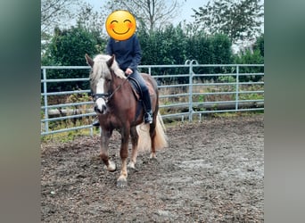 Caballo de la Selva Negra, Caballo castrado, 3 años, 155 cm, Alazán