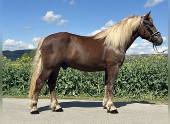 Caballo de la Selva Negra, Caballo castrado, 3 años, 155 cm, Alazán-tostado