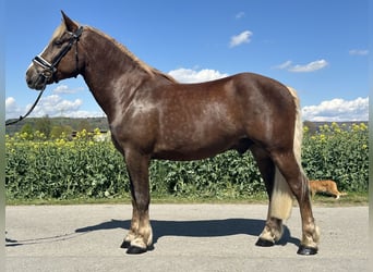 Caballo de la Selva Negra, Caballo castrado, 3 años, 155 cm, Alazán-tostado